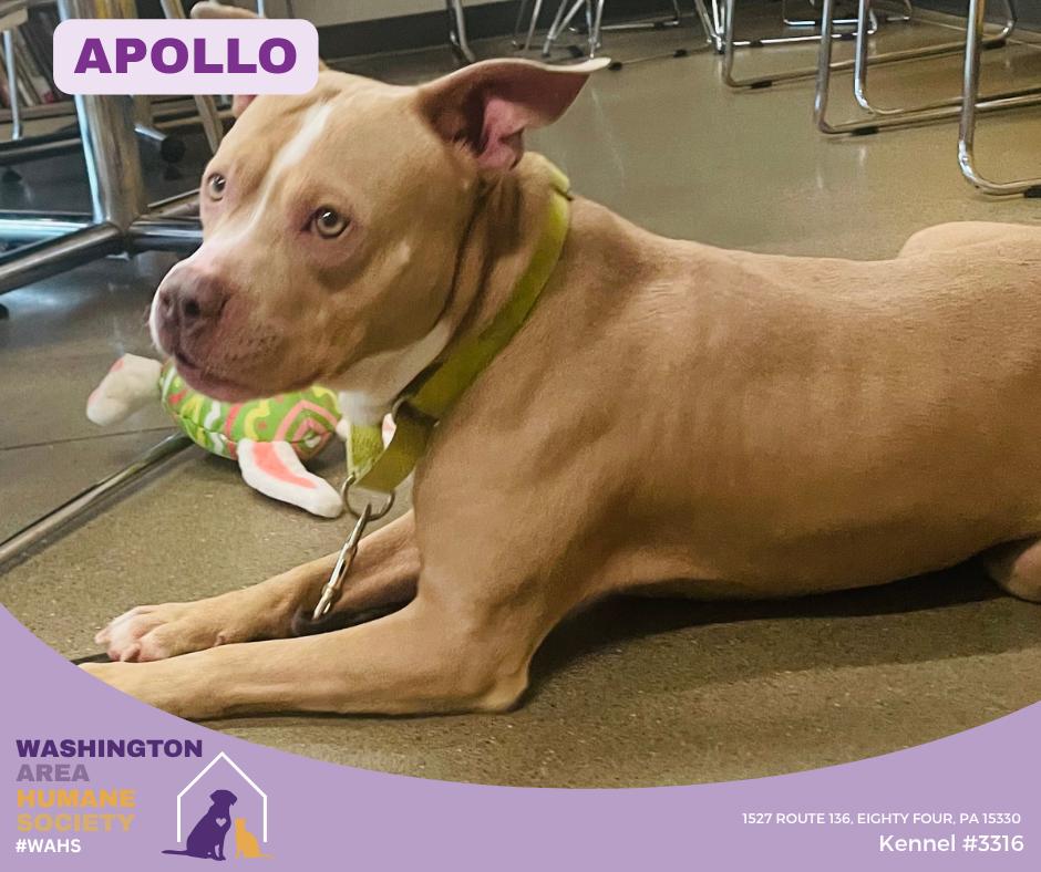 Apollo, ADOPTABLE, Adult Male Pit Bull Terrier.