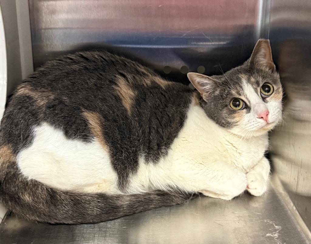 Elsa, Adoptable, Adult Female Domestic Short Hair.