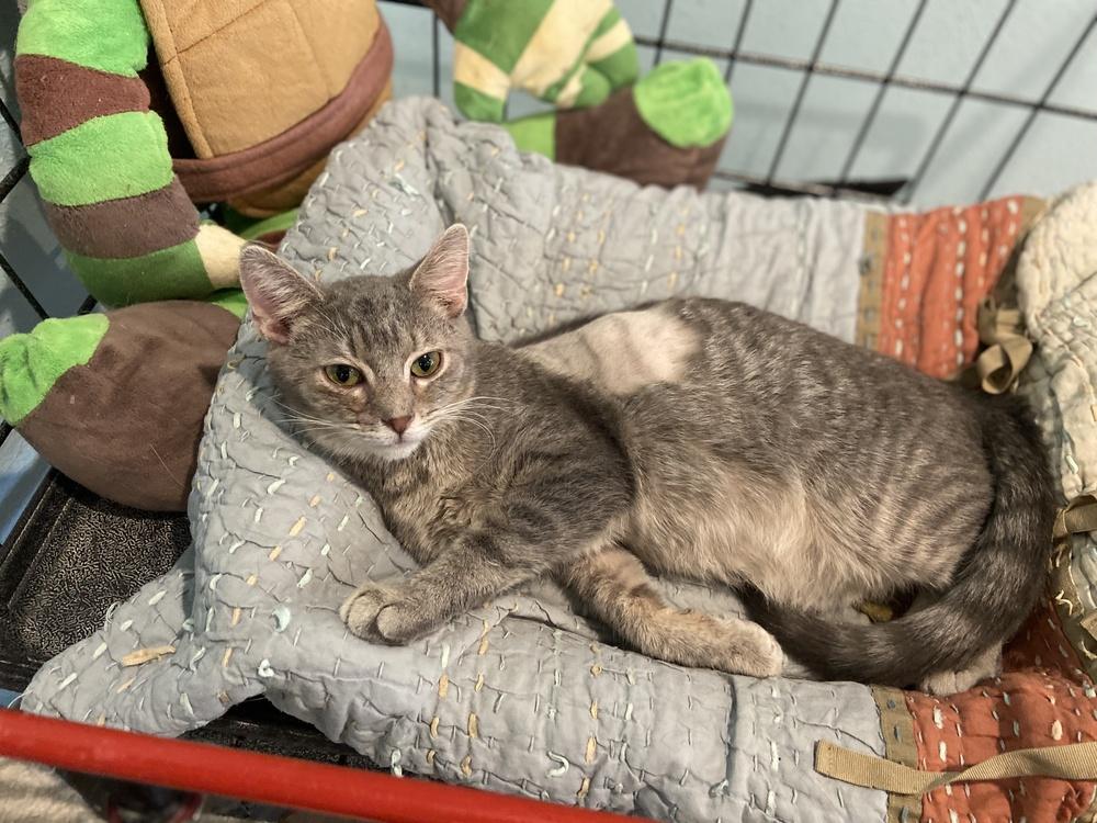 Dasher, Adoptable, Adult Male Domestic Short Hair.