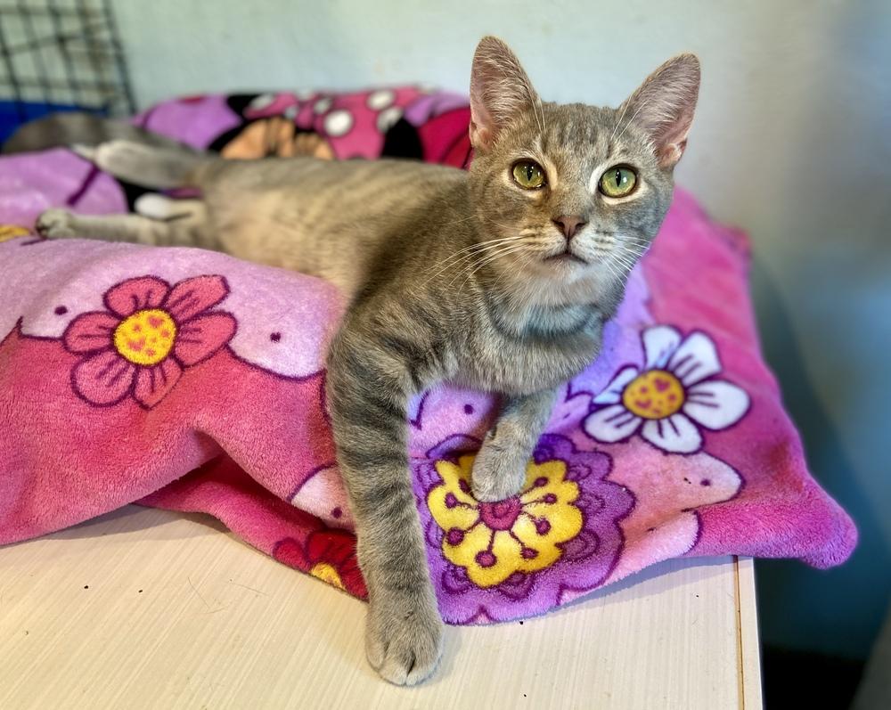 Dasher, a Adoptable mixed breed in New Cumberland, WV image 2/6