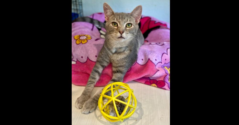 Enlarge Dasher, a Adoptable mixed breed in New Cumberland, WV image 1/3