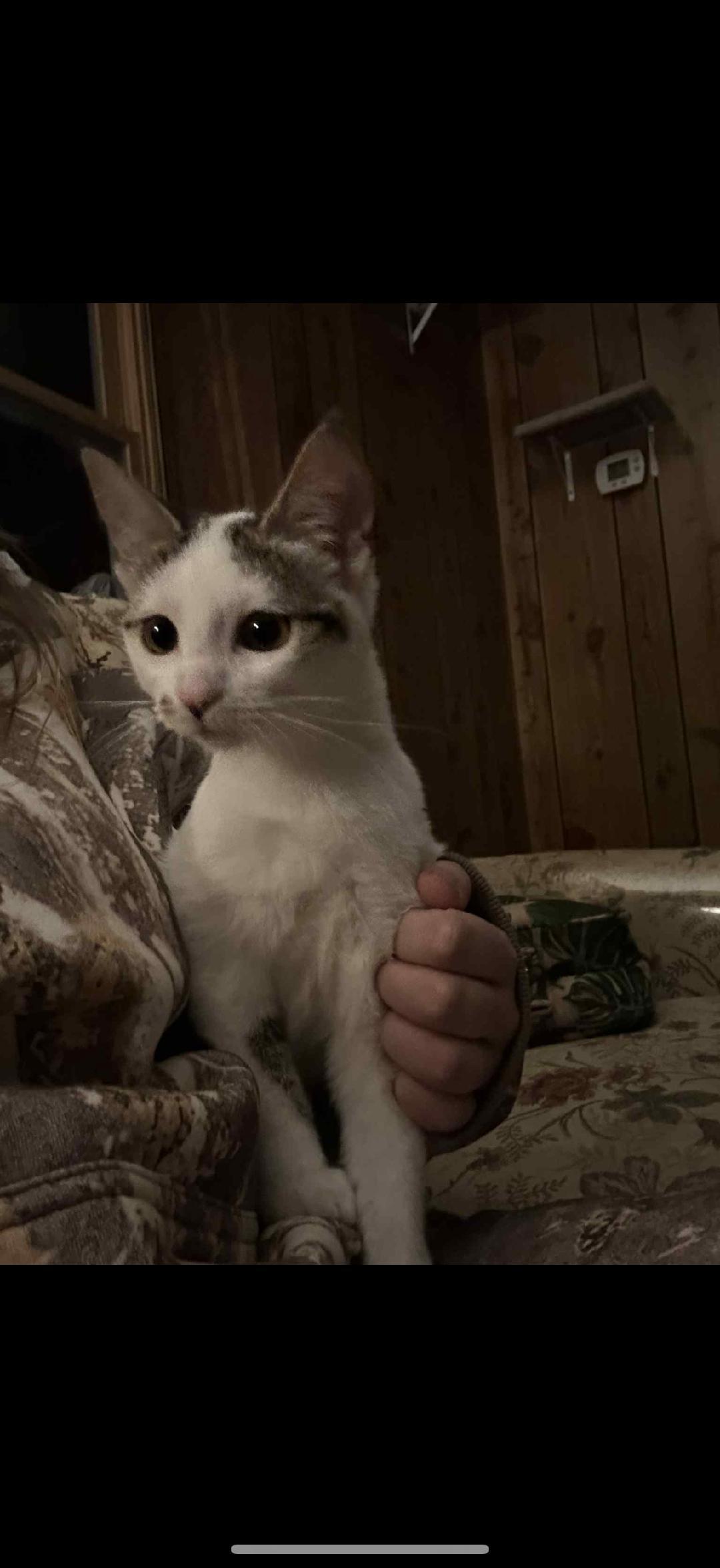 TEAGAN, Adoptable, Young Female Domestic Short Hair.