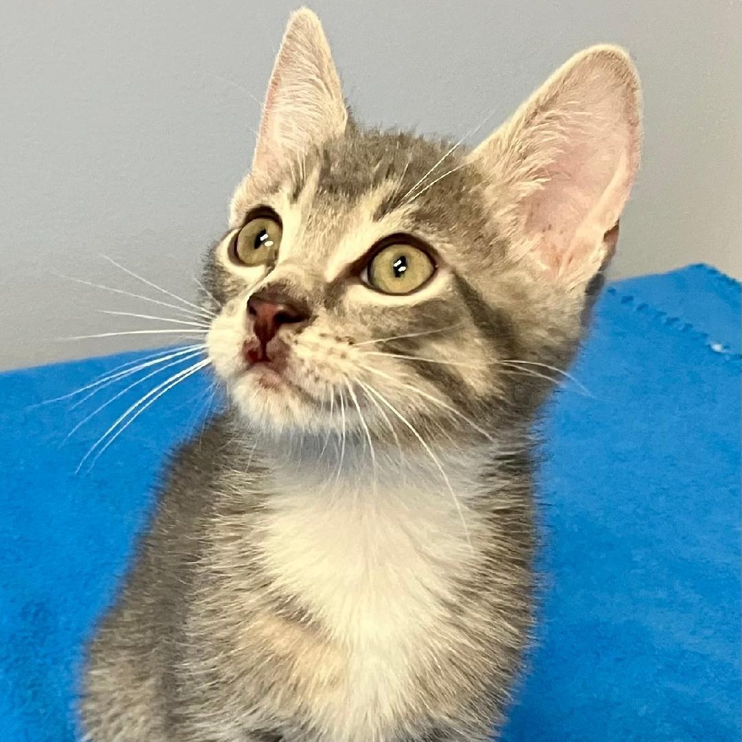 Hank, a ADOPTABLE Domestic Short Hair in Gastonia, NC image 2/5