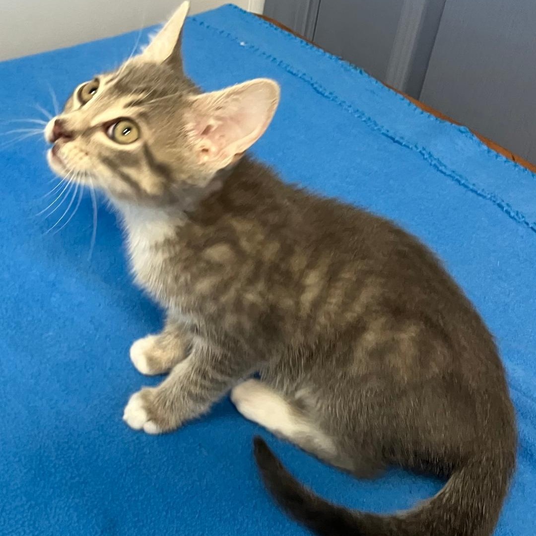 Hank, a ADOPTABLE Domestic Short Hair in Gastonia, NC image 4/5
