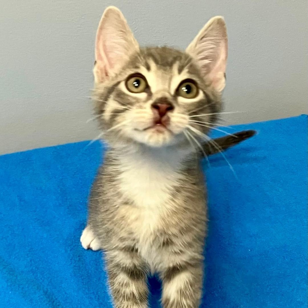 Hank, ADOPTABLE, Kitten Male Domestic Short Hair.