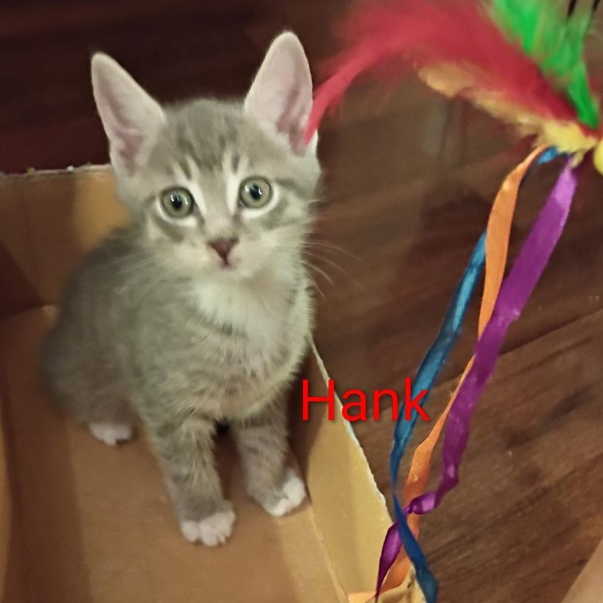 Hank, a ADOPTABLE Domestic Short Hair in Gastonia, NC image 5/5
