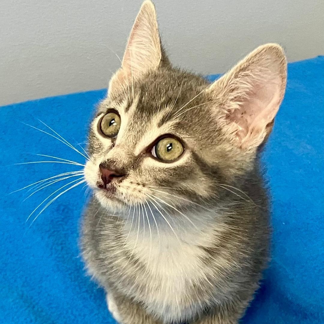 Hank, a ADOPTABLE Domestic Short Hair in Gastonia, NC image 3/5