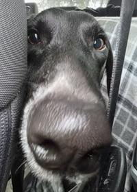 Hendricks, a ADOPTABLE mixed breed in Santa Clara, CA image 2/4