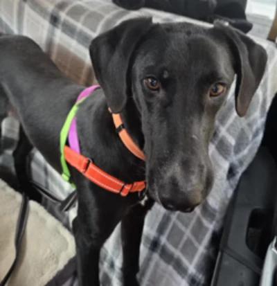 Hendricks, a ADOPTABLE mixed breed in Santa Clara, CA image 1/4