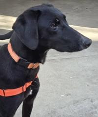 Hendricks, a ADOPTABLE mixed breed in Santa Clara, CA image 4/4