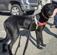 Hendricks, a ADOPTABLE mixed breed in Santa Clara, CA image 3/4