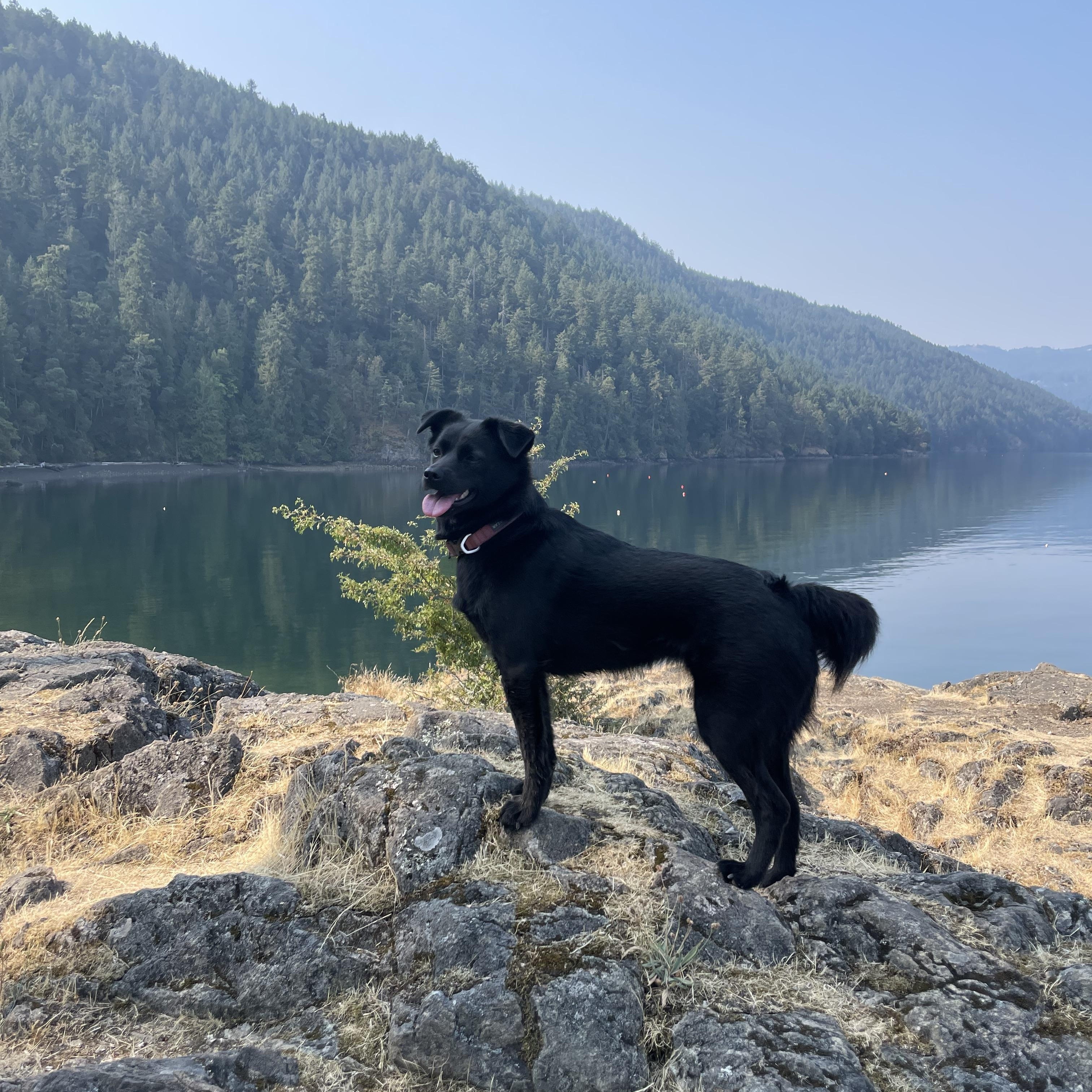 Enlarge Murphy, a ADOPTABLE mixed breed in Victoria, BC image 2/5