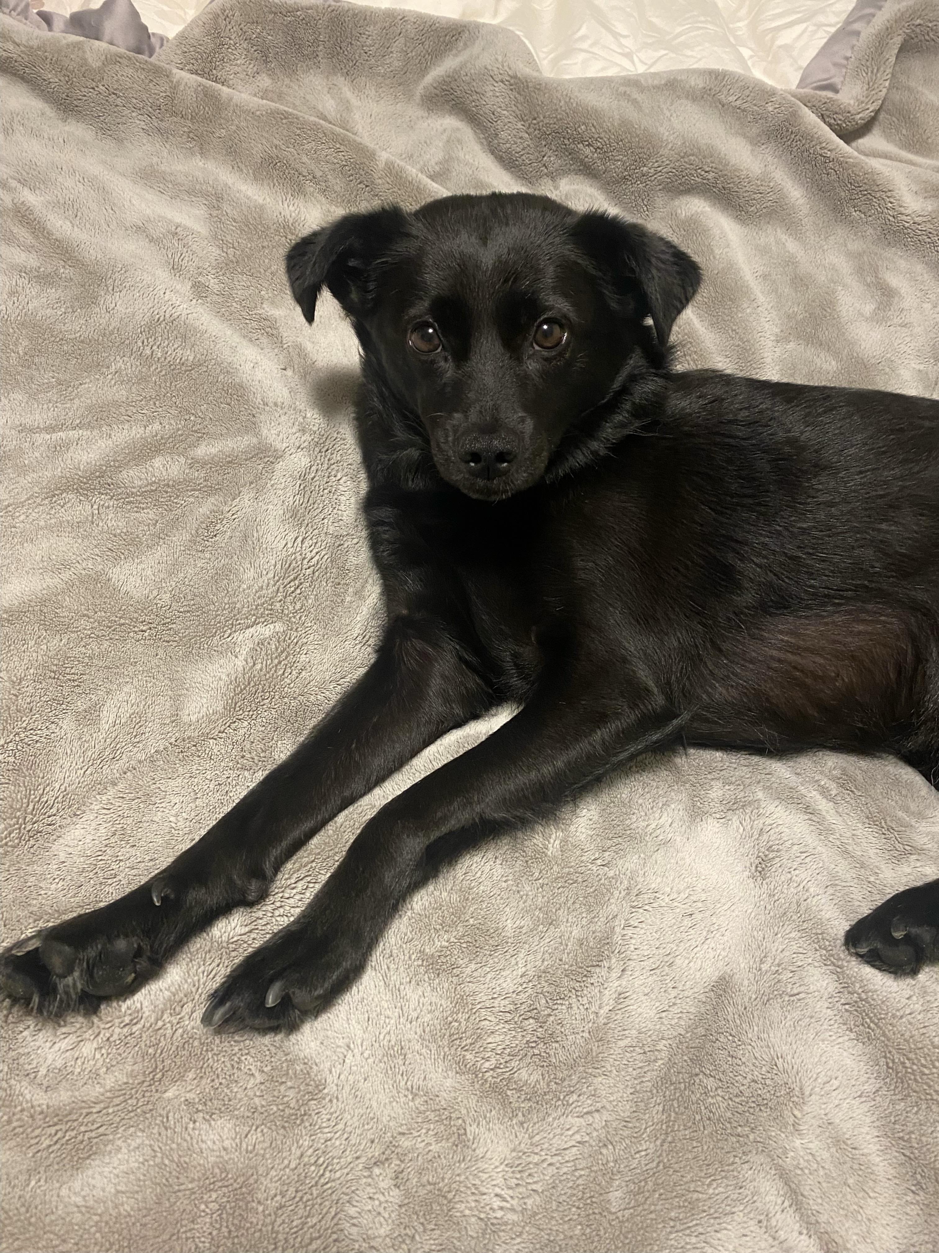 Enlarge Murphy, a ADOPTABLE mixed breed in Victoria, BC image 4/5