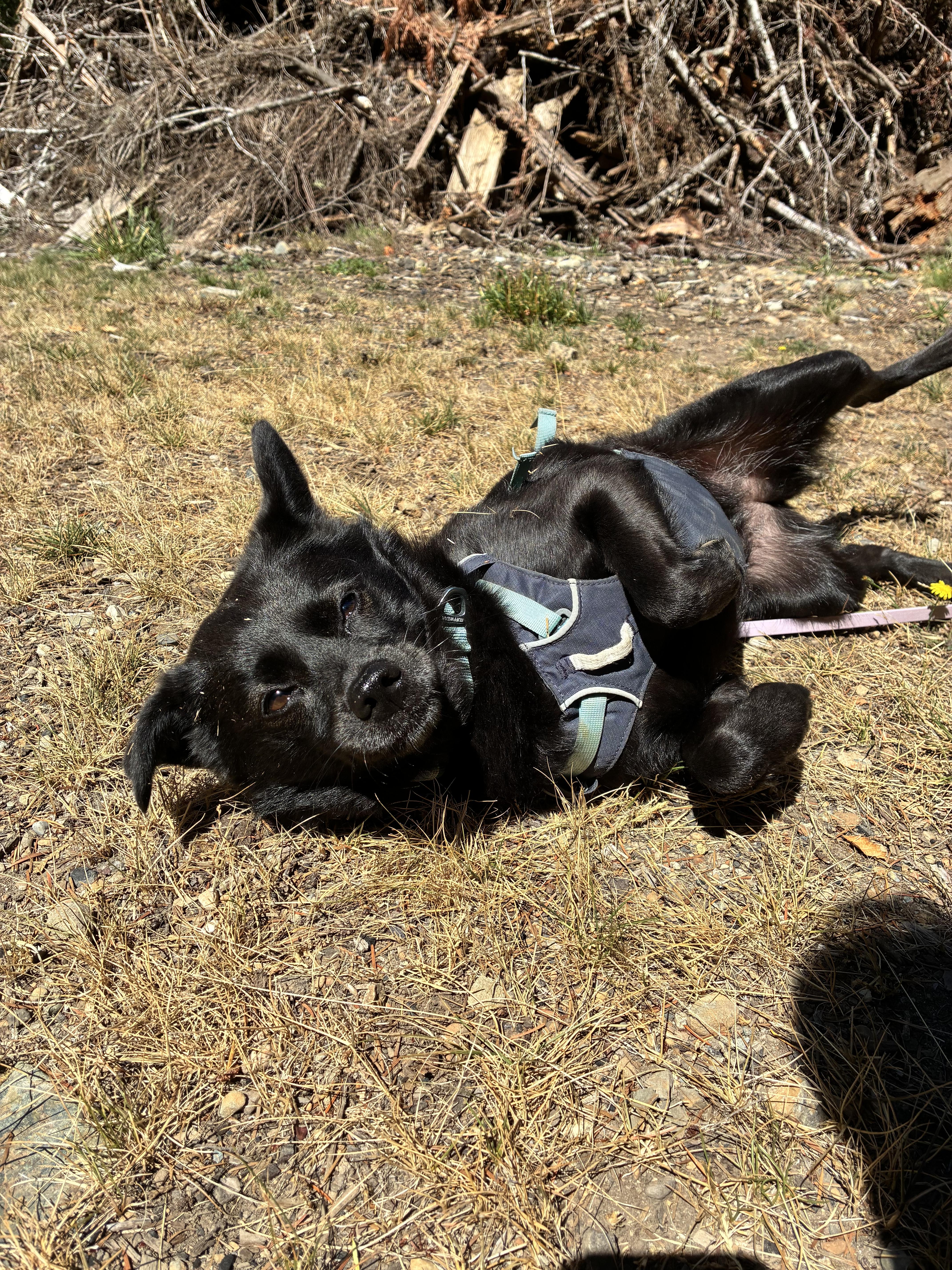 Enlarge Murphy, a ADOPTABLE mixed breed in Victoria, BC image 3/5