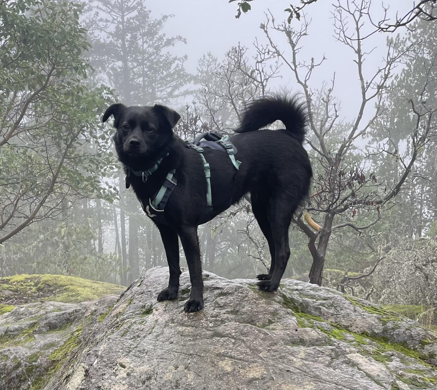 Murphy, ADOPTABLE, Adult Female Schipperke & Poodle.