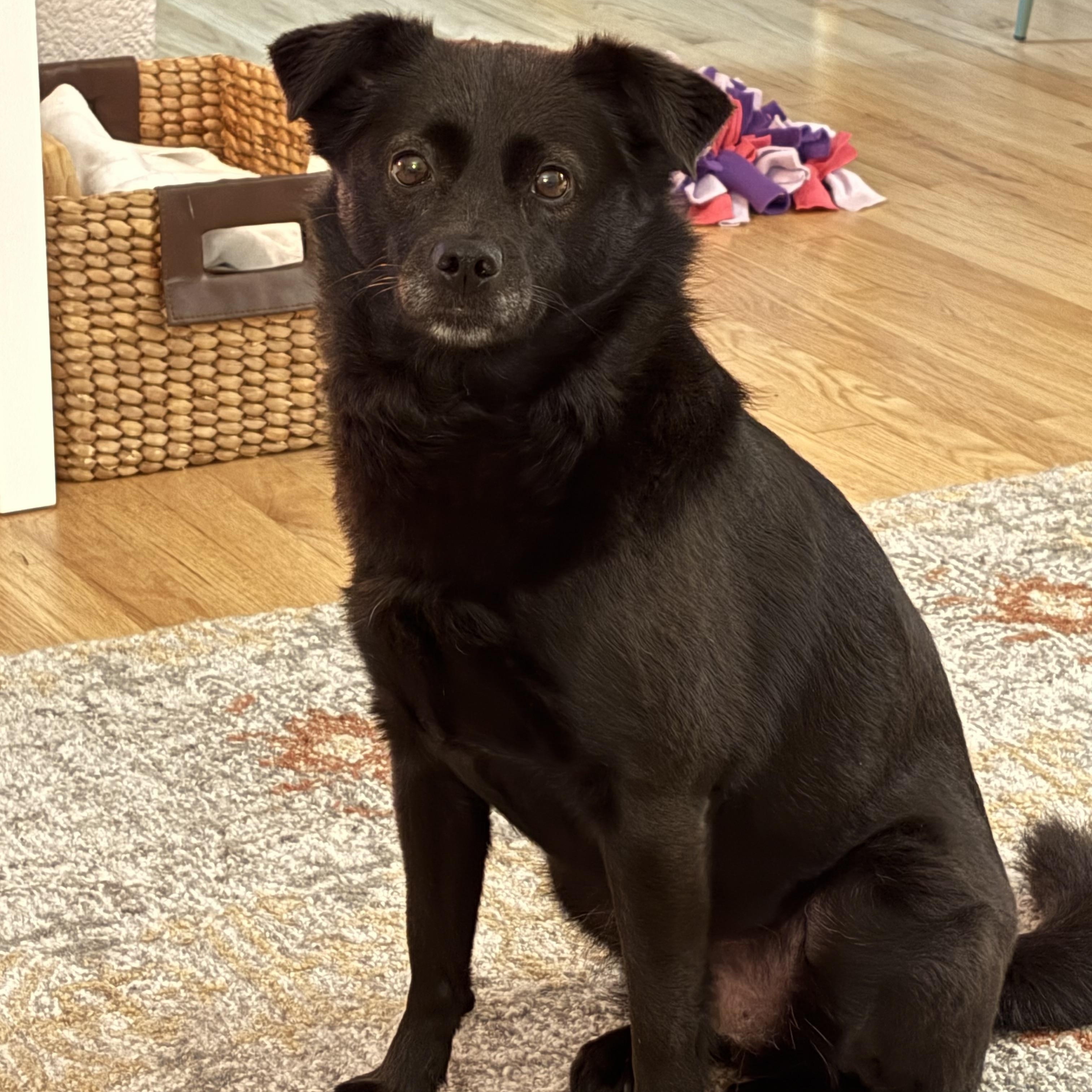 Enlarge Murphy, a ADOPTABLE mixed breed in Victoria, BC image 5/5