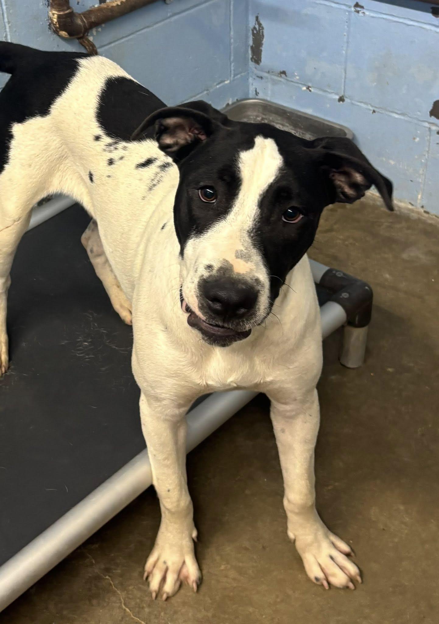 Enlarge Randy, a Adoptable mixed breed in Paris, IL image 1/1