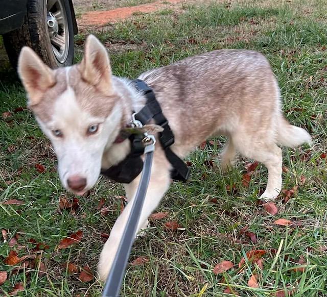 Nadia (Best Puppy), Adoptable, Young Female Husky.