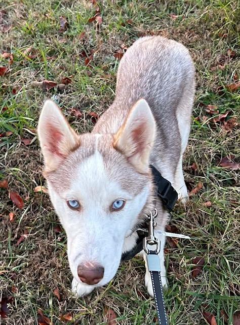 Enlarge Nadia (Best Puppy), a Adoptable Husky in Newfoundland, PA image 3/4