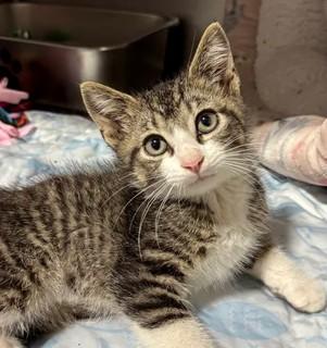 PINECONE, a ADOPTABLE Domestic Short Hair in Madison, WI image 4/5