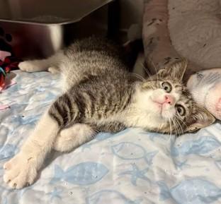 PINECONE, a ADOPTABLE Domestic Short Hair in Madison, WI image 3/5