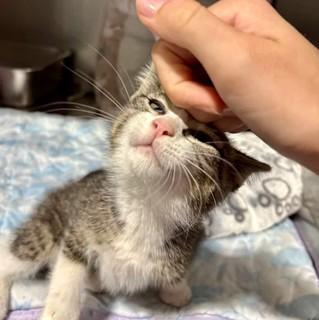 PINECONE, ADOPTABLE, Kitten Male Domestic Short Hair.