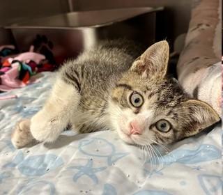 PINECONE, a ADOPTABLE Domestic Short Hair in Madison, WI image 2/5