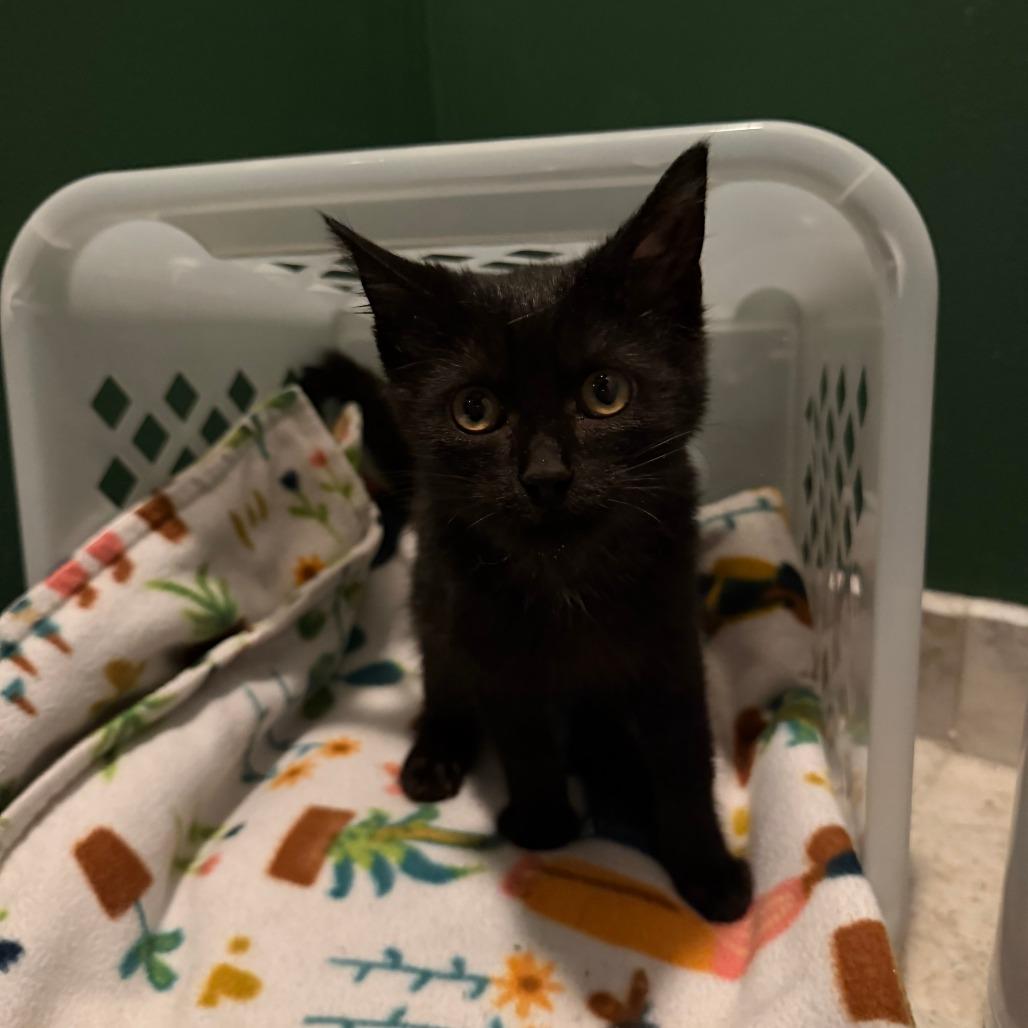 Cuddle Bug, Adoptable, Kitten Female Domestic Short Hair.
