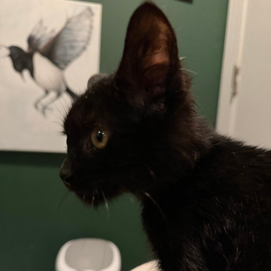 Enlarge Cuddle Bug, a Adoptable Domestic Short Hair in Evanston, IL image 2/3