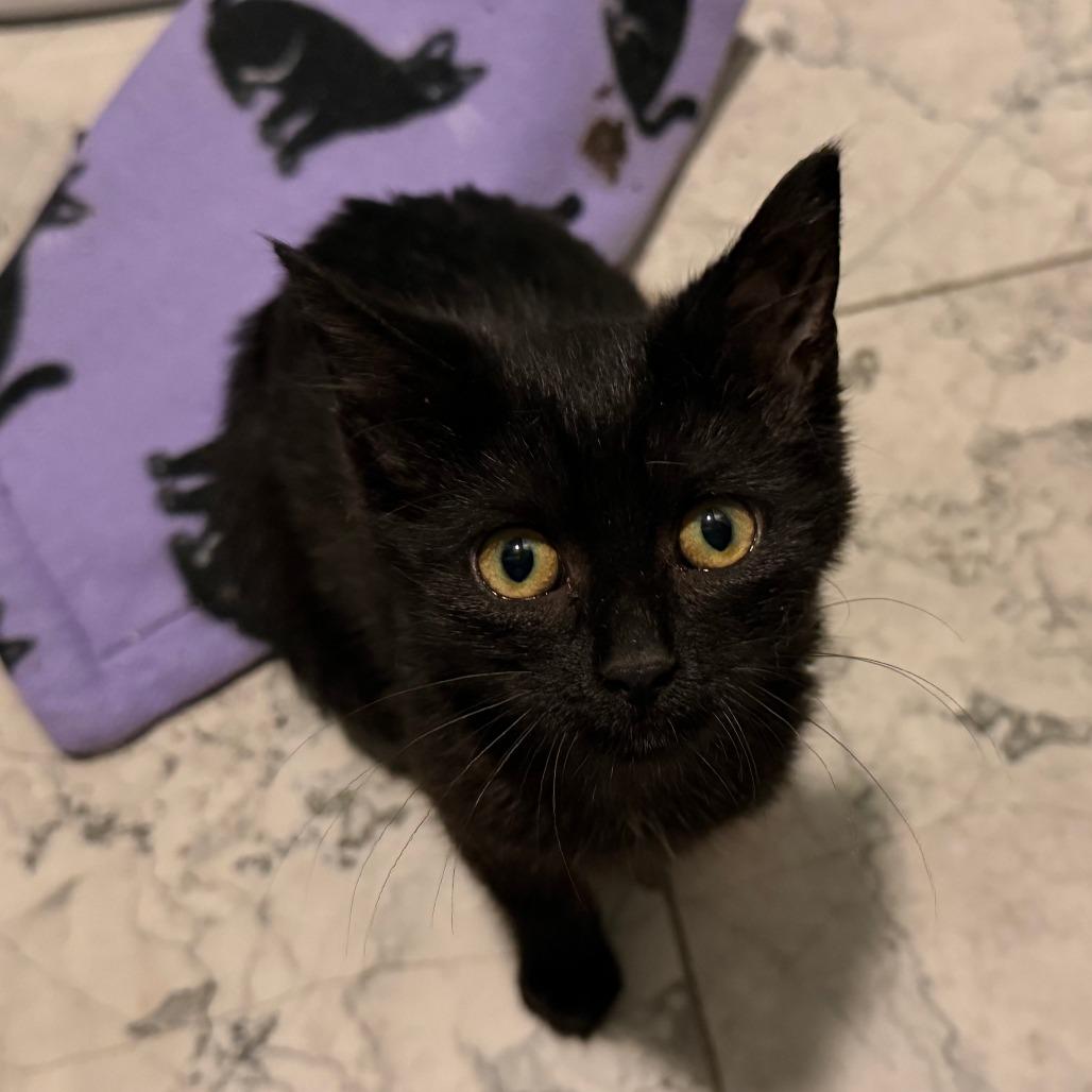 Enlarge Cuddle Bug, a Adoptable Domestic Short Hair in Evanston, IL image 3/3