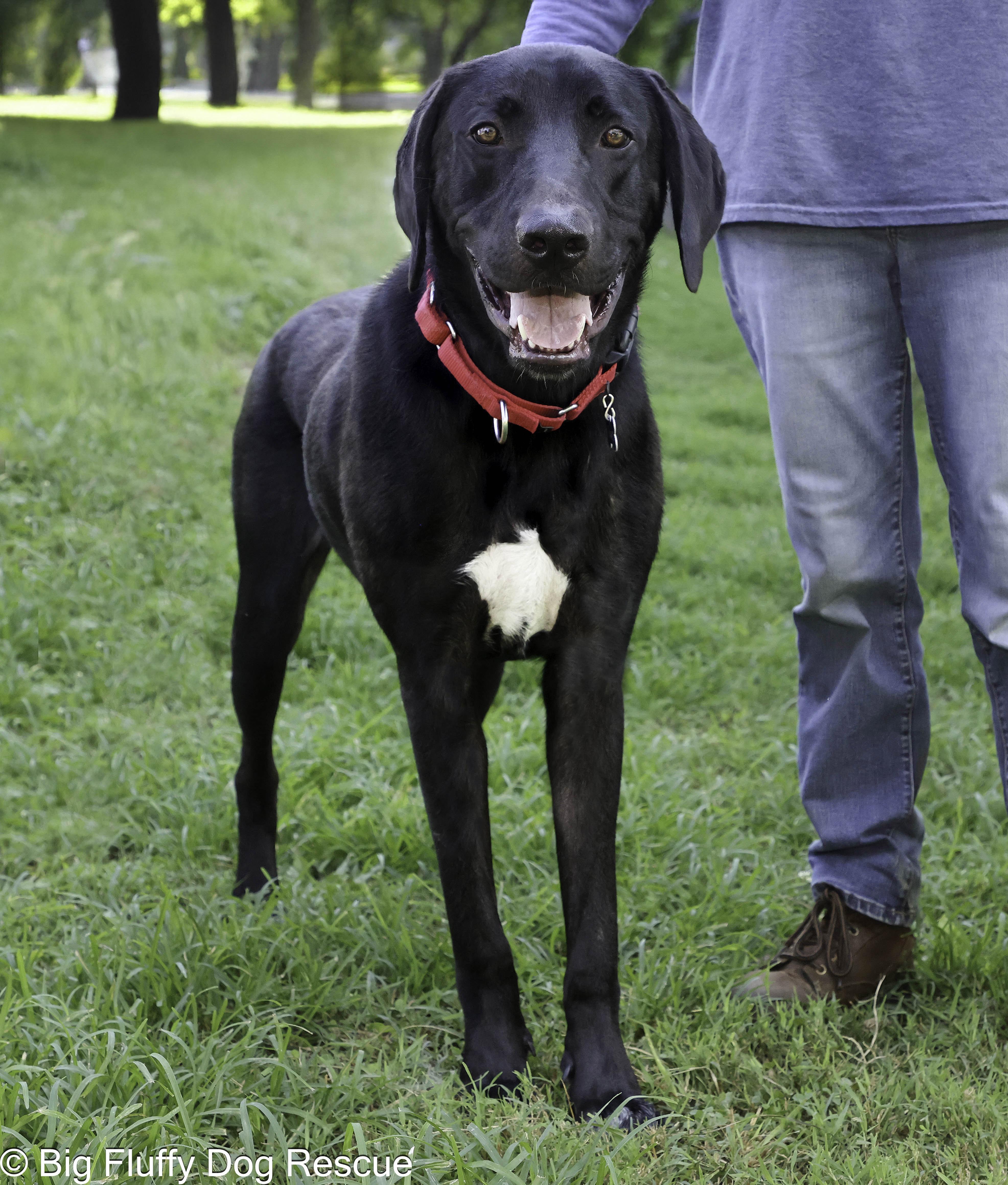 Jace, a Adoptable mixed breed in Hagerstown, MD image 1/2