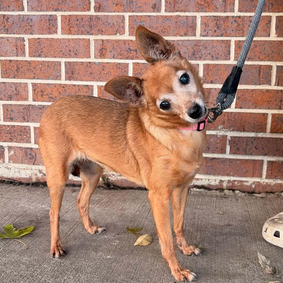 Enlarge Phyllis, a Adoptable mixed breed in Waterloo, IA image 2/3