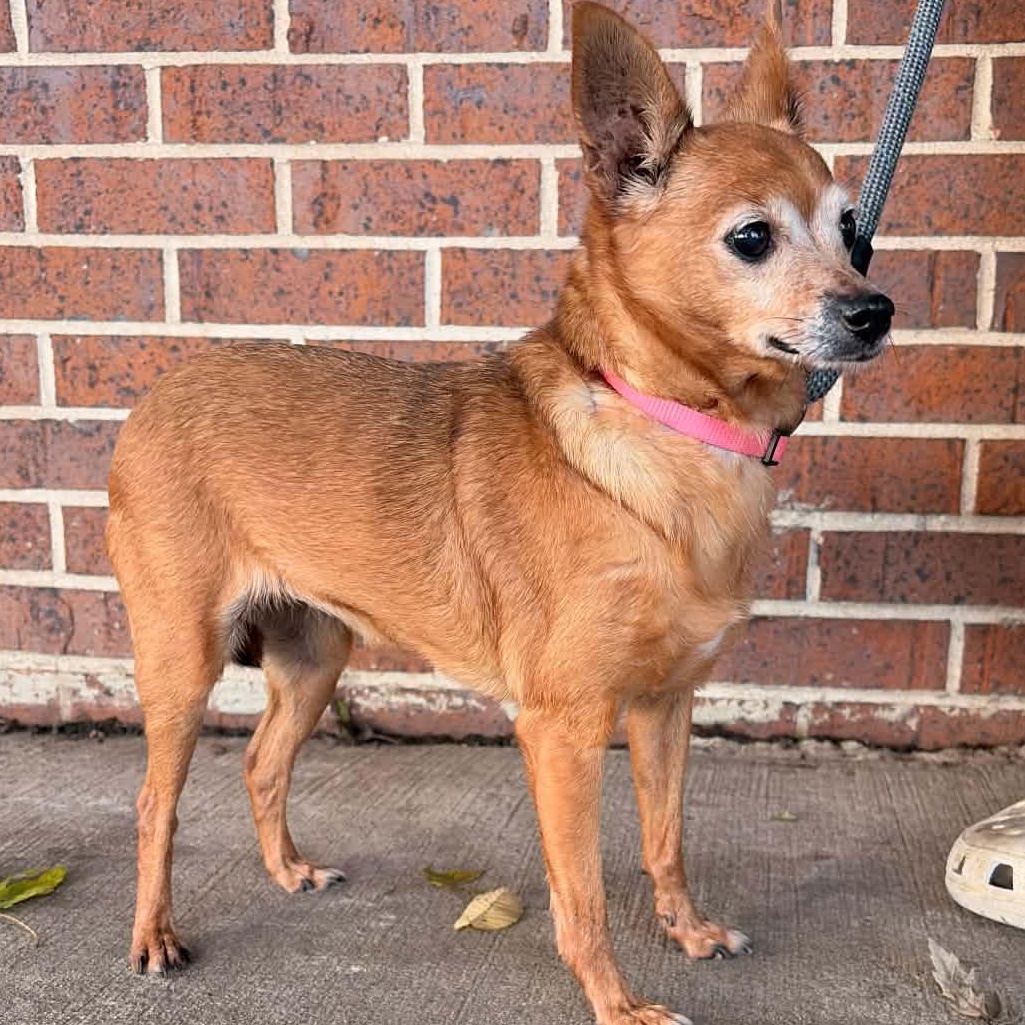 Enlarge Phyllis, a Adoptable mixed breed in Waterloo, IA image 3/3