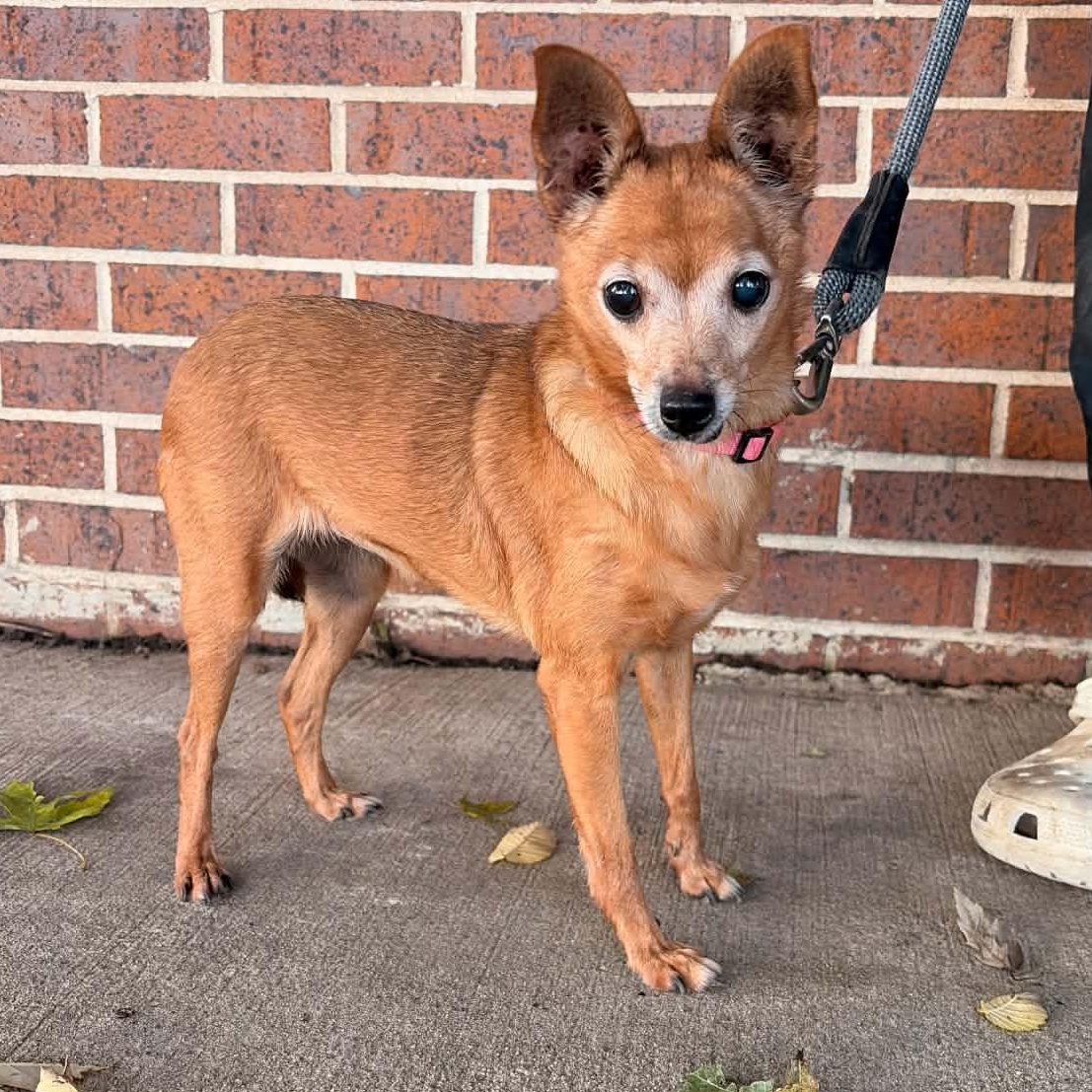 Phyllis, Adoptable, Senior Female Miniature Pinscher.
