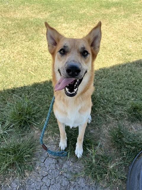 Enlarge FREYA, a Adoptable German Shepherd Dog in Corpus Christi, TX image 1/1