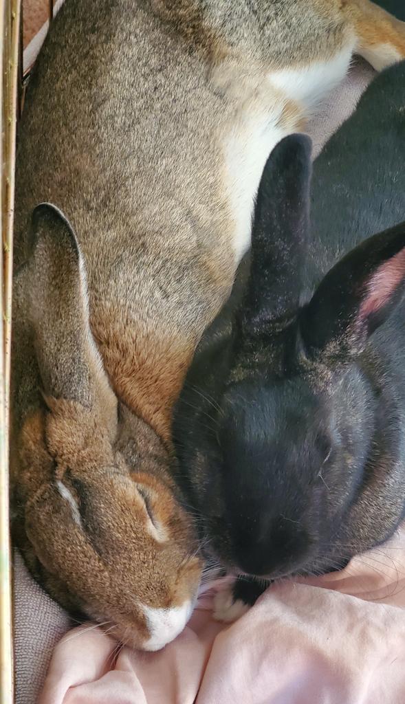 Enlarge Cadabra, a Adoptable American in Indianapolis, IN image 1/2
