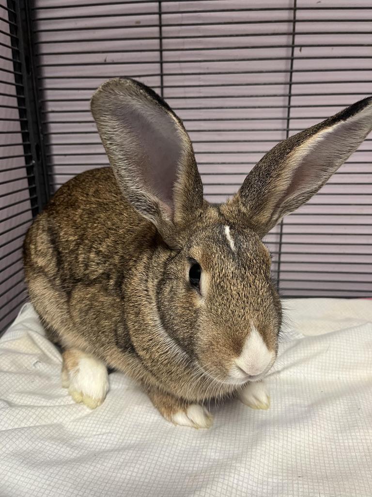 Enlarge Cadabra, a Adoptable American in Indianapolis, IN image 2/2