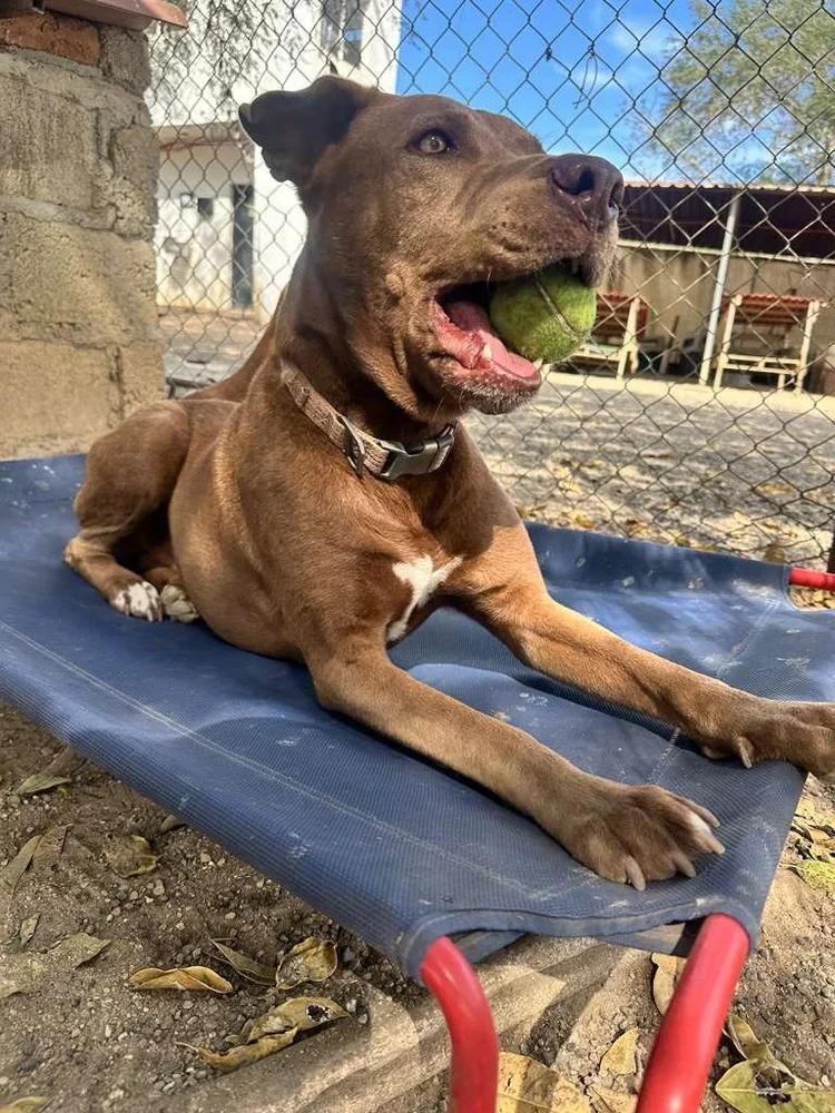 Sarge — thumbnail 3