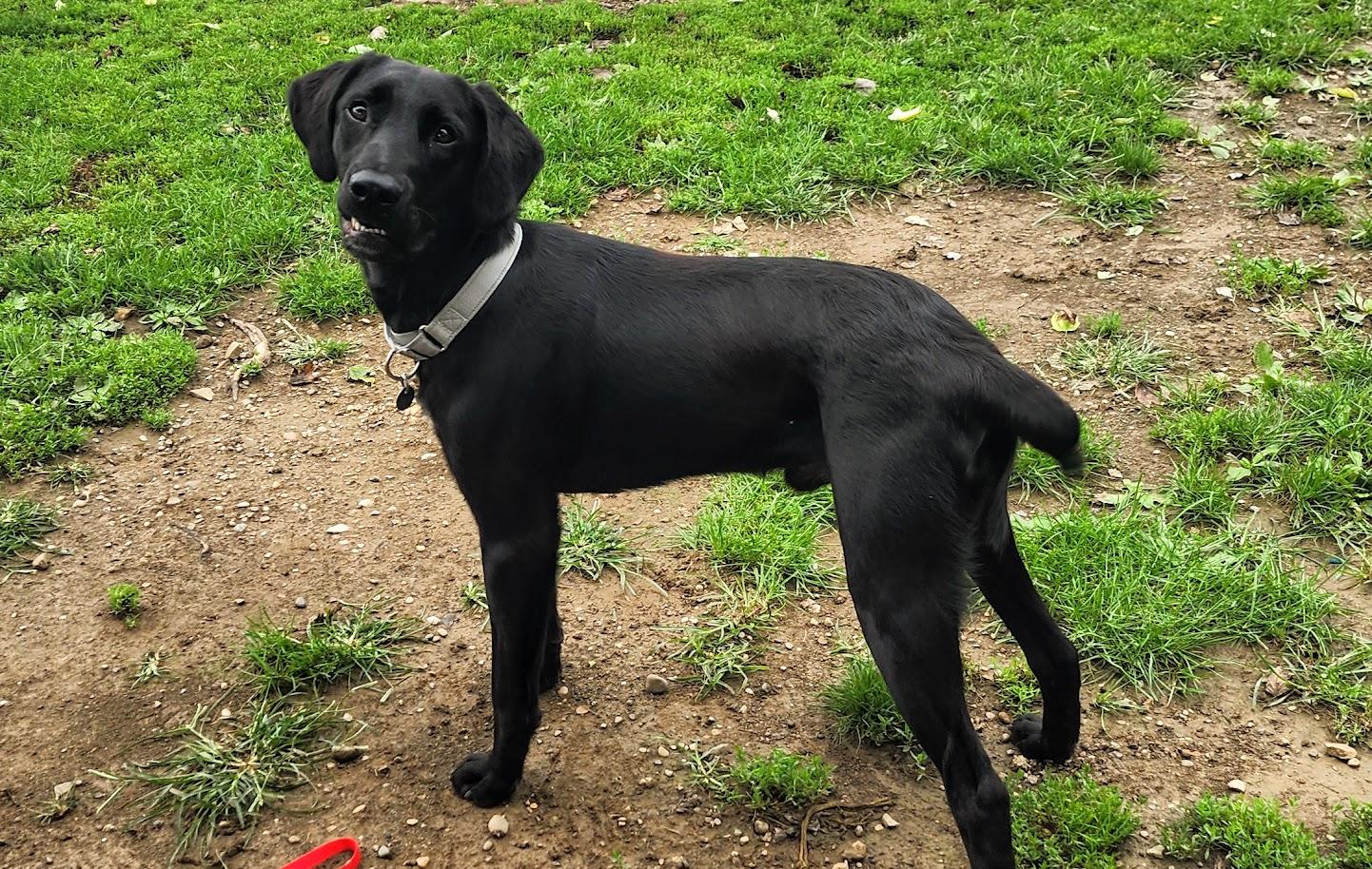 BARRETT 187-26, a ADOPTABLE mixed breed in Cambridge, OH image 1/5