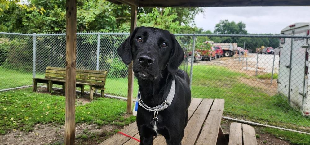 BARRETT 187-26, a ADOPTABLE mixed breed in Cambridge, OH image 3/5