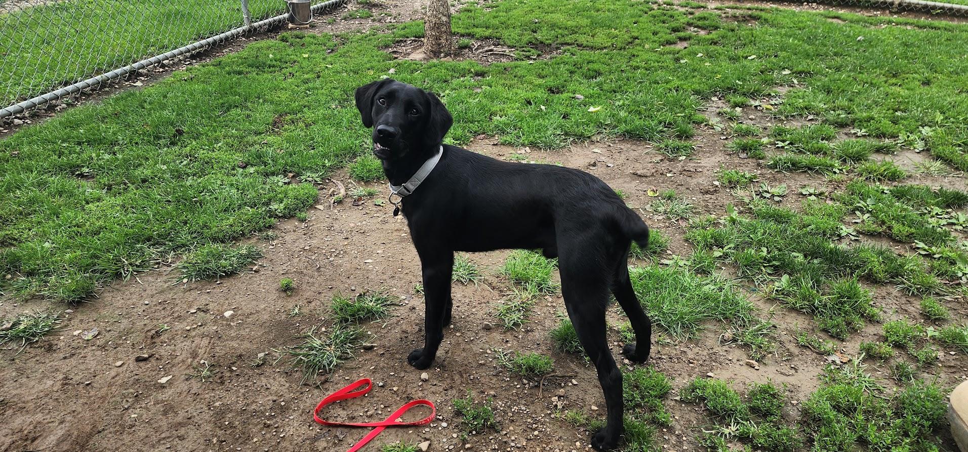 BARRETT 187-26, a ADOPTABLE mixed breed in Cambridge, OH image 5/5