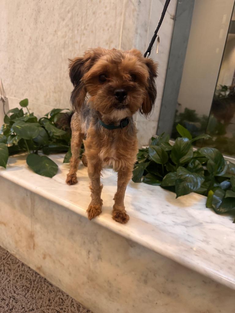 Enlarge Possum, a Adoptable Yorkshire Terrier in Bryan, TX image 1/6