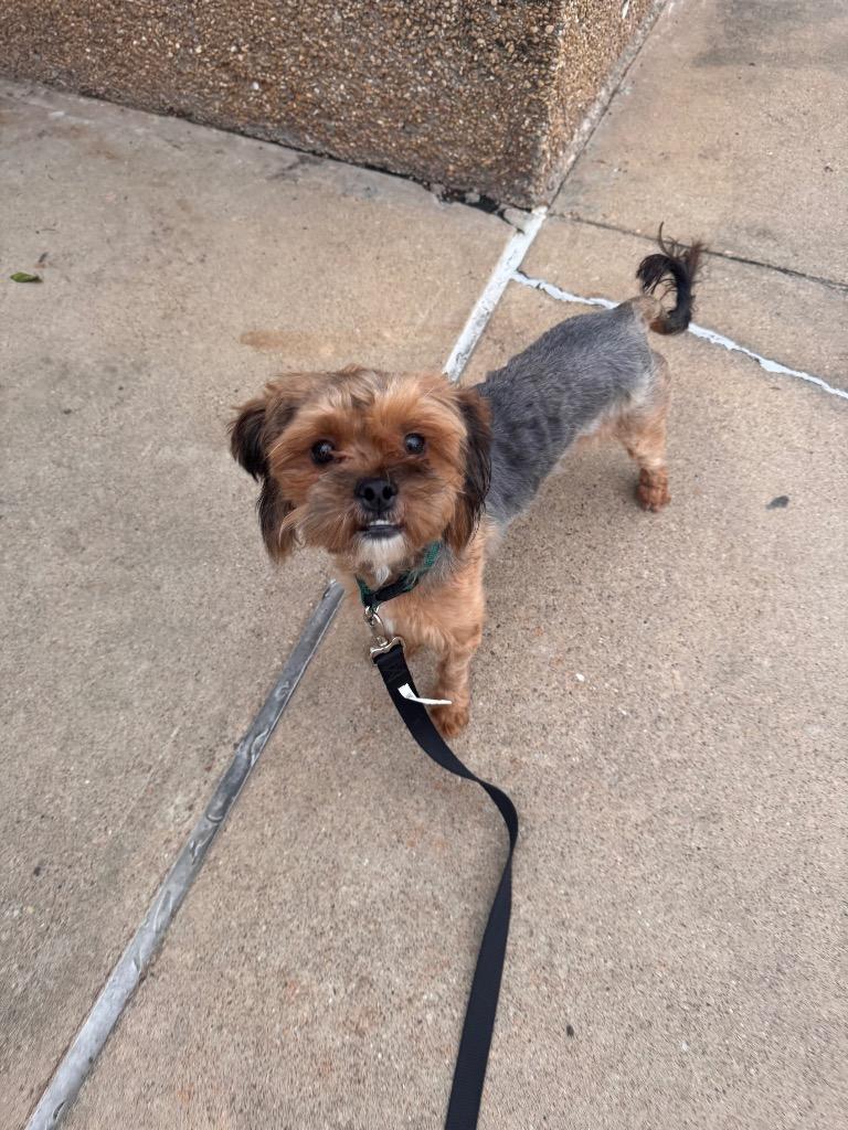 Enlarge Possum, a Adoptable Yorkshire Terrier in Bryan, TX image 2/6