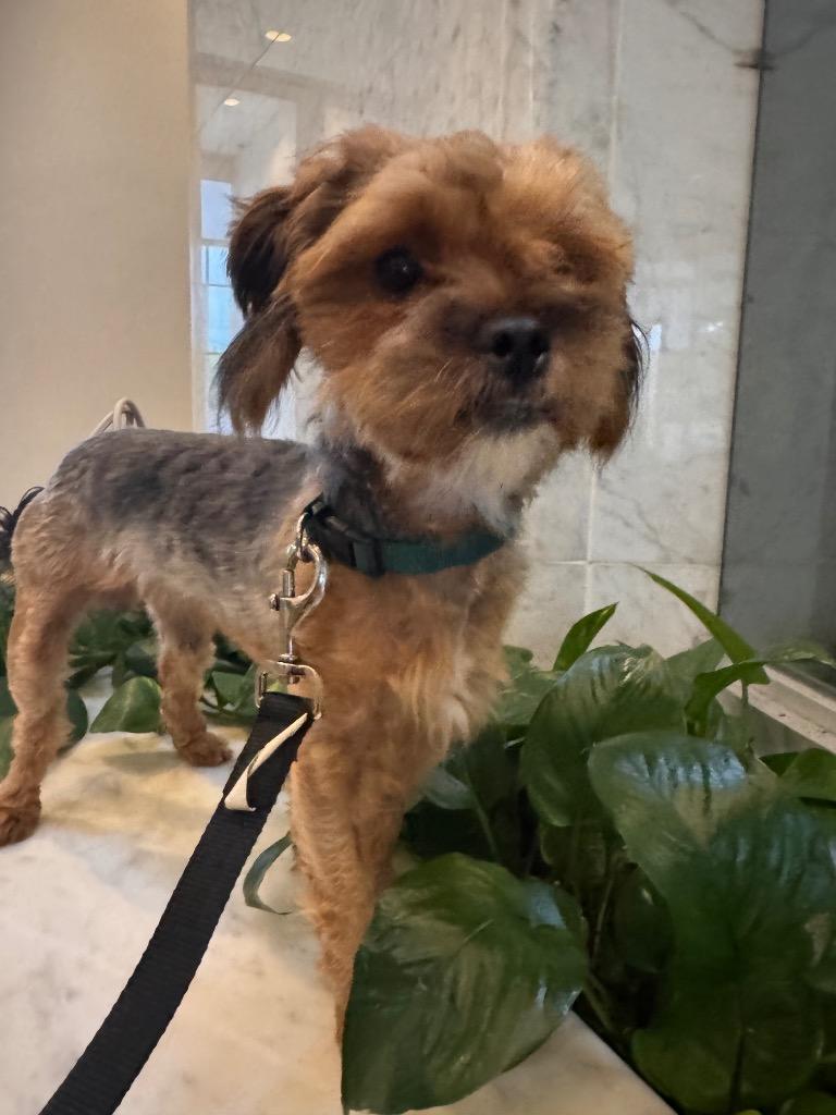 Enlarge Possum, a Adoptable Yorkshire Terrier in Bryan, TX image 3/6