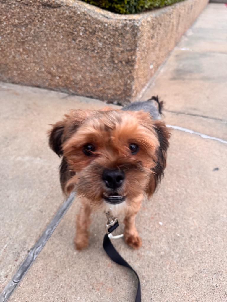 Enlarge Possum, a Adoptable Yorkshire Terrier in Bryan, TX image 4/6