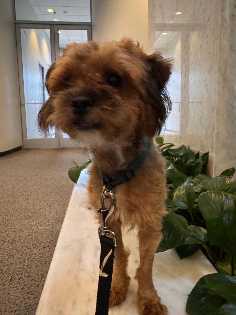 Enlarge Possum, a Adoptable Yorkshire Terrier in Bryan, TX image 5/6