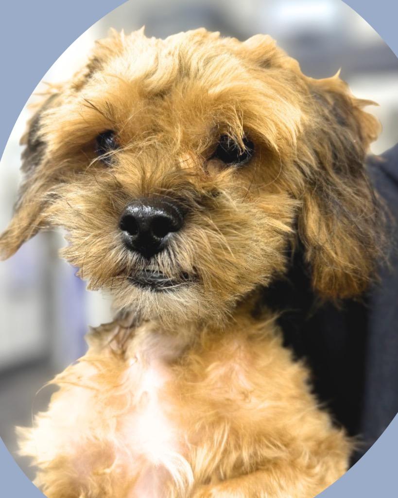 Enlarge Possum, a Adoptable Yorkshire Terrier in Bryan, TX image 6/6