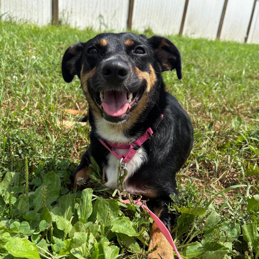 Jojo, Adoptable, Adult Female Miniature Pinscher & Beagle.