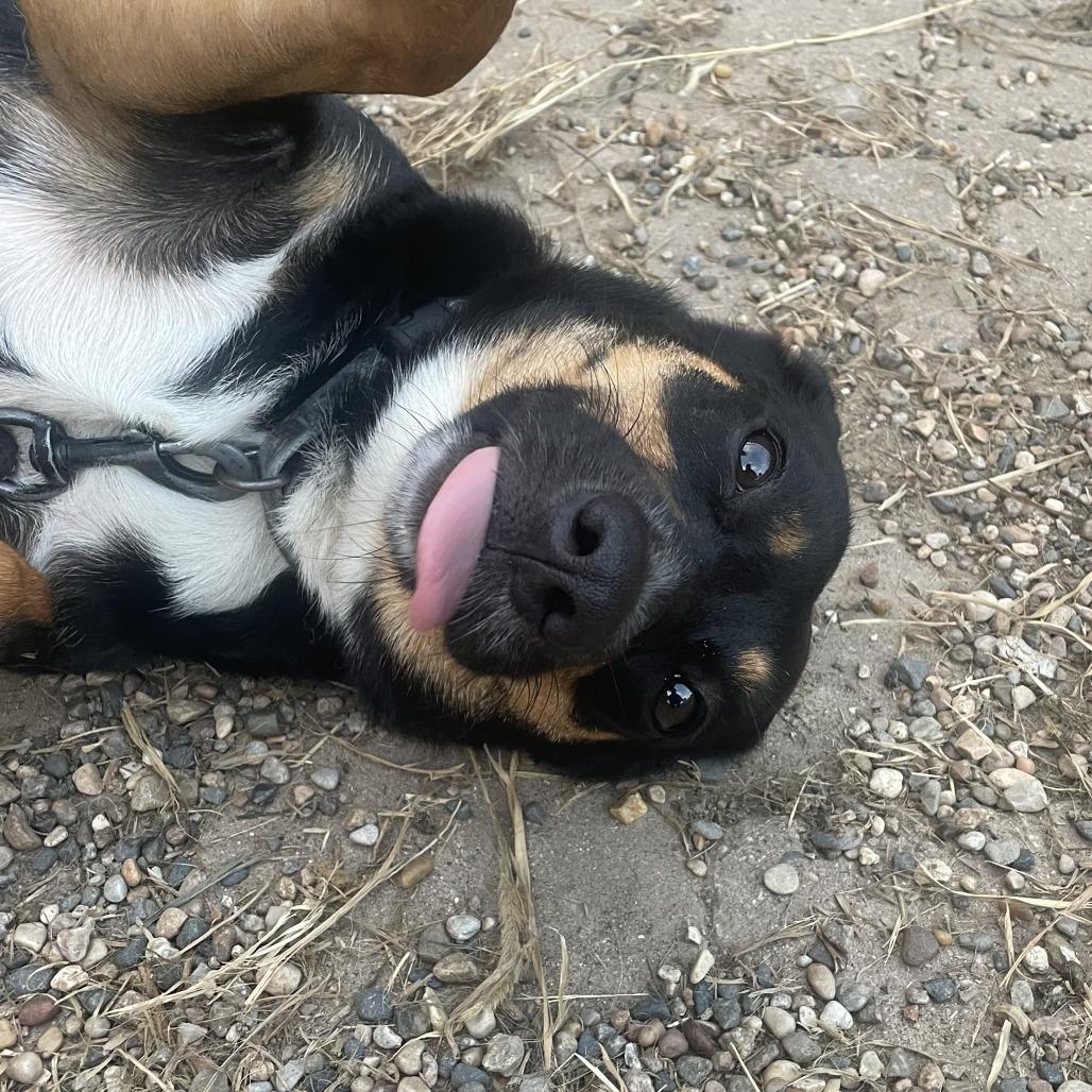 Enlarge Jojo, a Adoptable mixed breed in West Des Moines, IA image 2/4