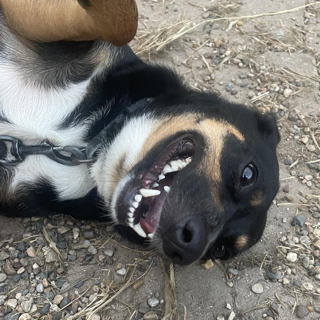 Enlarge Jojo, a Adoptable mixed breed in West Des Moines, IA image 3/4